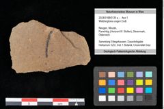 Foto (Objekt + Etikett) von Widdringtonia ungeri Endl. (NHMW-GEO-2024-0188-0135a)